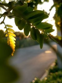 Close-up of green leaves on branch