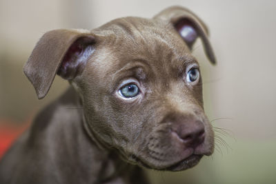 Close-up portrait of a dog