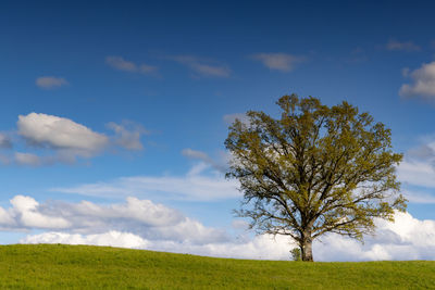 Tree on field against sky