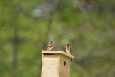 Eastern bluebirds perching on wooden nest