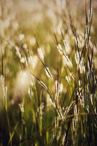 Close-up of crops growing on field