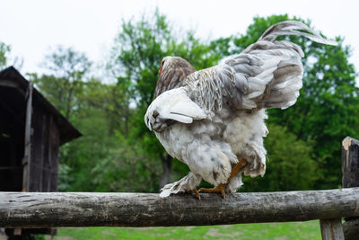 View of bird perching on wooden post