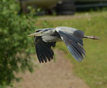 Close-up of gray heron flying