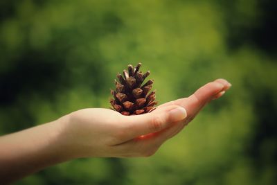 Close-up of hand holding leaf