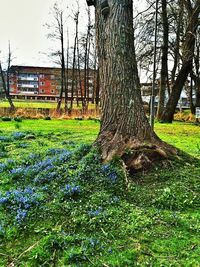 Trees on grassy field