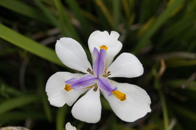 Close-up of white crocus blooming outdoors