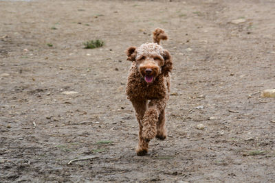 Portrait of dog running