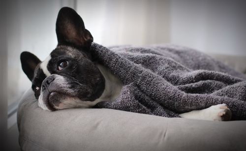 Close-up of dog relaxing on bed at home