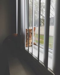 Cat sitting by window at home