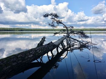 Driftwood on tree by lake against sky