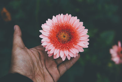 Close-up of hand holding flower against blurred background
