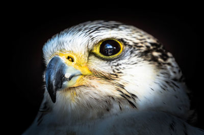 Close-up of a bird