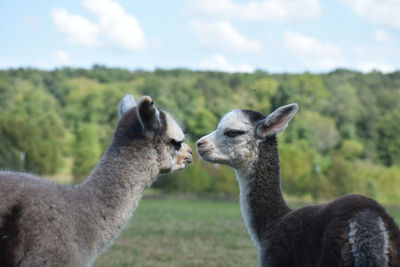 Alpacas on field