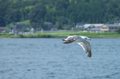 Seagull flying over water