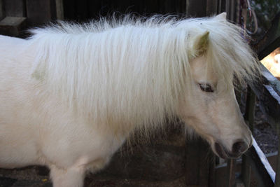 Close-up of a horse