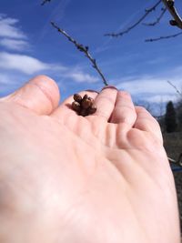 Close-up of hand holding small crab