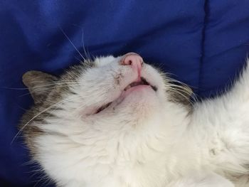 Close-up of white cat