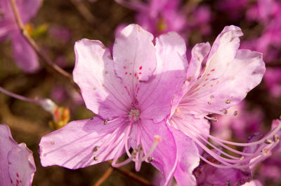 Close-up of pink rose flower