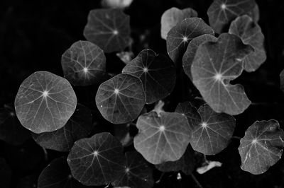 Close-up of leaf