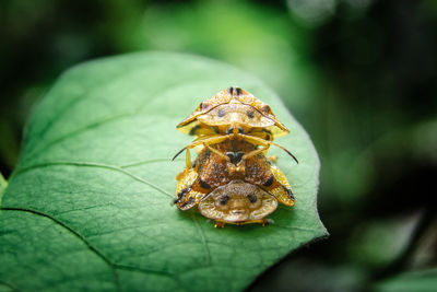 Close-up of insect on leaf