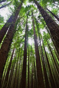 Inside redwood forest