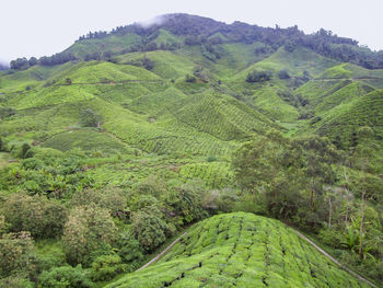 Scenic view of agricultural field