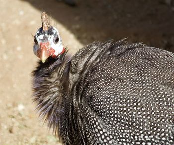 Close-up portrait of a bird