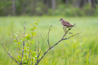 Bird perching on plant