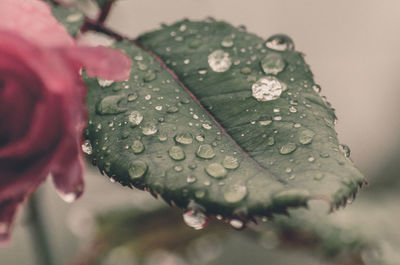 Close-up of water drops on leaf