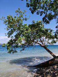 Tree by sea against sky