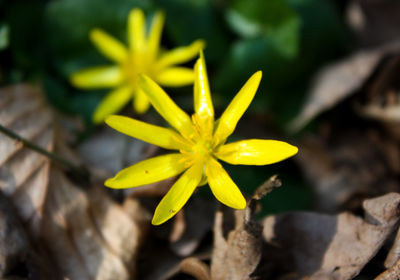 Close-up of yellow flowering plant