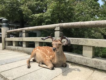 View of deer sitting on tree