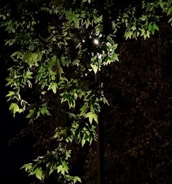 Low angle view of tree against sky at night