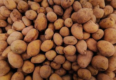 Potato background/ fresh potato isolated