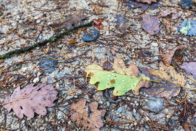 High angle view of maple leaves on wet land