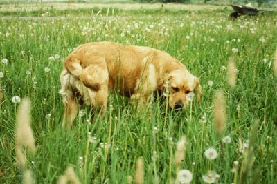 View of a dog relaxing on field