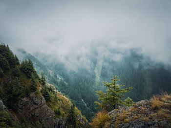 Wonderful view to the misty valley from the top of the mountain. foggy clouds above the coniferous