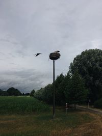 Bird flying over field against sky