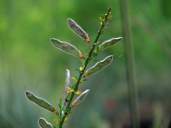 Close-up of caterpillar on plant