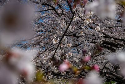 Close-up of cherry blossom tree