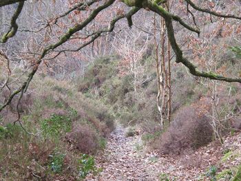 Full frame shot of trees