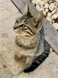 Beautiful tabby street cat sitting on a stone. fluffy kitten, feline, fluffy paws, domestic.