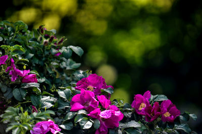 Close-up of pink flower plant growing in park