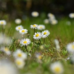 Close-up of daisy flowers on field