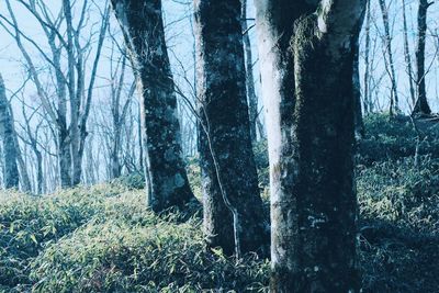 Trees growing in forest