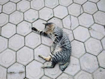 High angle view of cat looking away on footpath