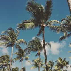 Low angle view of palm trees against blue sky