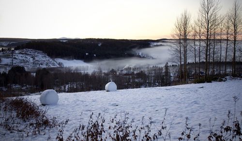 Snow covered plants against sky during sunset