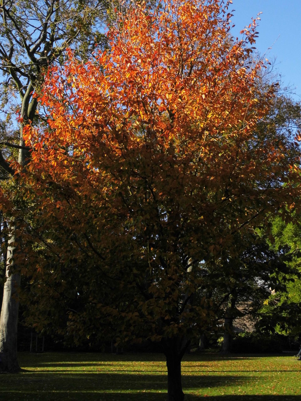 VIEW OF TREES ON LANDSCAPE IN AUTUMN