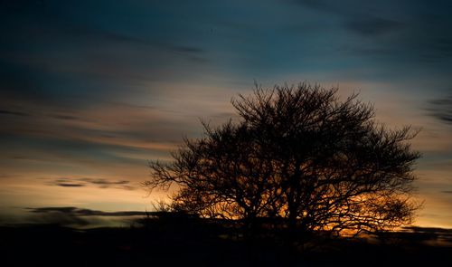 Silhouette tree against sky during sunset